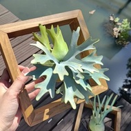 P.willinckii 'OMG' 侏儒爪哇 仿真鹿角蕨 皮革工藝