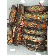 Imported Fresh Live Mud Crab