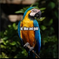 Telur fertil siap tetas macaw Blue and gold 2 butir 100% menetas