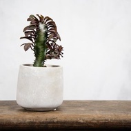 【室內盆栽】彩雲閣 龍骨 盆栽 開幕盆栽 室內植物 盆栽 多肉植物