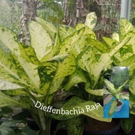 Dieffenbachia Raja (Diven Raja) Ukuran S