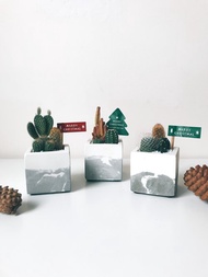 方形植物園.仙人掌盆栽.水泥盆栽.生日禮物