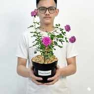 Tanaman Hias Hidup Bunga Mawar Import Claude Brasseur Harum Wangi (Ukuran 20-30 cm) - Florist Kastub