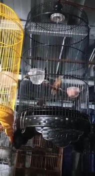 Burung Wambi Mini Rajin Bunyi Voer Total #Gratisongkir