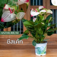Treeno.9 T43 ดอกหน้าวัว สี ชีสเค้ก (Anthurium) / กระถาง 8 นิ้ว / สูง 30-50 cm / ไม้ดอกประดับ ไม้มงคล ไม้ฟอกอากาศ (ต้นไม้)