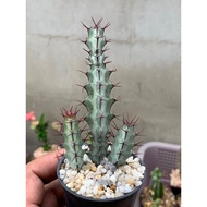 Euphorbia greenwayi