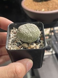 擬蹄玉 （多肉 塊根 觀葉 植物）