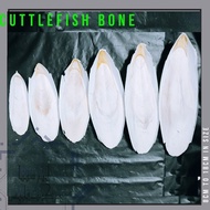 Tulang Sotong 8CM-18CM Cuttlefish Bone Calcium For Pets Small To Medium