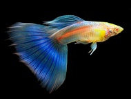 Albino Sky Guppy Pair by LS Aquatic