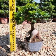 TKL - Outdoor Plant Bonsai Ficus Ginseng 盆景人参榕