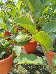 Guava Plant, ~8 inches pot size, ht 2 ft