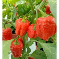 Pokok Cili Habanero Merah <Hot Pepper>