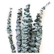Dried Eucalyptus Leaves, Eucalyptus Apple Leaves, Eucalyptus Leaves Decor, Decoration, Product Photo