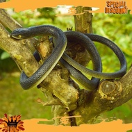 PROMOTION AGAIN 80 cm FAKE SNAKE FAKE rubber SNAKE prank toy halloween haunthouse props COSZY