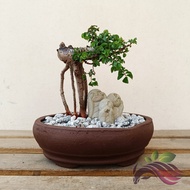 [Bonsai] Ulmus Pumila with Deco 骆驼榆树盆景 骆驼榆 by LS Group