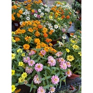 Zinnia (23 cm Pot) 'Color varieties'. Grows up to 6 inches height to 4 feet. Free fertilizer & soil.