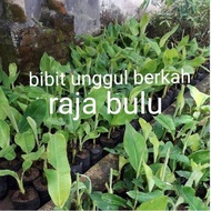 bibit pisang raja bulu