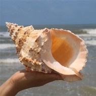 Big Frog Snail Big Conch Shell Shell Decoration Set Fish Tank Landscaping Big Stone Frog Big PGDA
