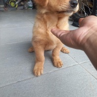 anjing golden betina 2,5 bulan