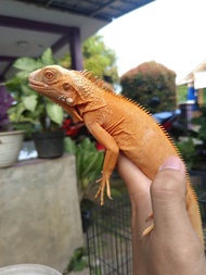 red albino iguana crimson  uk 60/70 cm jantan tulen