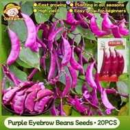 100% Original Fresh Purple Eyebrow Beans Seeds for Planting Vegetables Plants Purple Bataw Bitsuwela