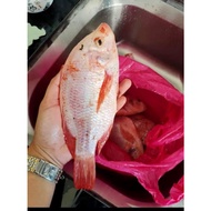 IKAN TALAPIA MERAH / IKAN TILAPIA MERAH