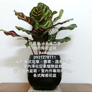 小孔雀竹芋(孔雀葛鬱金)簡約陶瓷盆栽/可清除空氣中氨氣污染
