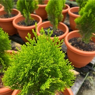 Platycladus orientalis, Thuja  (0.5m),   Free 7L Potting Soil, Free 250g Chicken Fertilizer