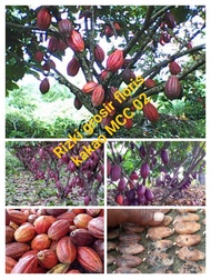 bibit benih biji coklat cacao MCC 02 satu paket isi 100 biji sudah berkecambah kakao coklat Sulawesi