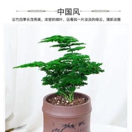 Yunzhu Evergreen Tangshan Dwarf Office Indoor Yunsong Bamboo Four Seasons Asparagus Fern Green Plant Small Bonsai Evergr