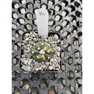Augustfame - Astrophytum Asteria Variegated AA4 兜锦 仙人球 cactus succulent