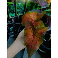 Caladium Butterfly/keladi Rama Rama