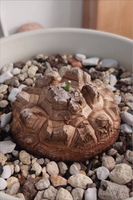 南非龜甲龍  塊根