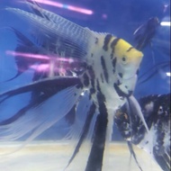 Ikan hias manfish Tricolor slayer size XL laris