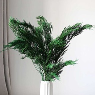 Immortal Pine Cypress Cypress Hinoki Side Cypress Dried Flower Bouquet Pine Staghorn Pine Christmas 
