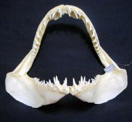 [馬加鯊嘴牙]28.5公分馬加鯊魚嘴..專家製作雪白無魚腥味!..是標本也是掛飾.!. #6.285235
