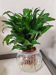 🍀太陽神【株型緊密秀麗，葉子翠綠而有光澤。能吸收室內的二氧化碳，改善室內的空氣，有保平安的風水寓意，易種，是很好的室內的觀葉植物 (可擺放洗手間)。  植物連透明膠瓶(如圖)】