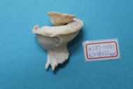 superlin30 貝殼批發 a157-0301 瑪娃花仙螺 (42*38*32 mm)