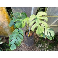 Monstera borsigiana 'Mint' (Rare Monstera / Collector Plant)