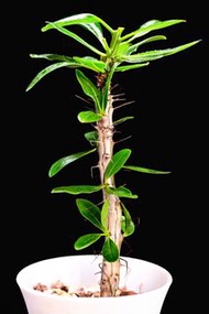 美麗福桂樹 Fouquieria formosa / / 塊根植物 Caudex / 另售象牙宮、龜甲龍、念珠橄欖、橄欖樹、象足漆樹