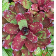 Bromeliad New Multicolor