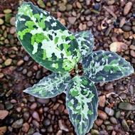 Aglaonema Pictum C160623