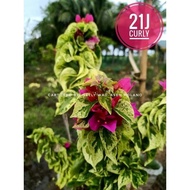 SALE!!!  RARE BOUGAINVILLEA CUTTINGS ONLY!