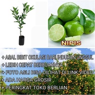 Terbaru Bibit Jeruk Nipis Bibit Jeruk Nipis Original Flora Pohon Jeruk