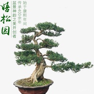 Arhat Pine Bonsai Rice Leaf Arhat Pine Pearl Red Bud Arhat Pine Courtyard Living Room Bonsai