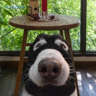 [Shamjina] Dog Costume Funny Knitted Ears Warm Hat Pet Windproof Medium Large Dogs Dog Winter Hat Do