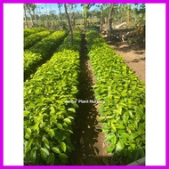 ∇ ◹ ⊕ Mahogany Tree Seedlings (1pc.)