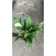 Peace Lily / Spathiphyllum 150mm Pot Indoor Live Plant Air Purifying Pokok Hiasan