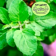 Holy Basil Seeds 5 Grams Plant Own Organic Vegetables From Seeds And Soil