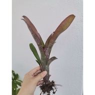 Billbergia Supa Dupa
